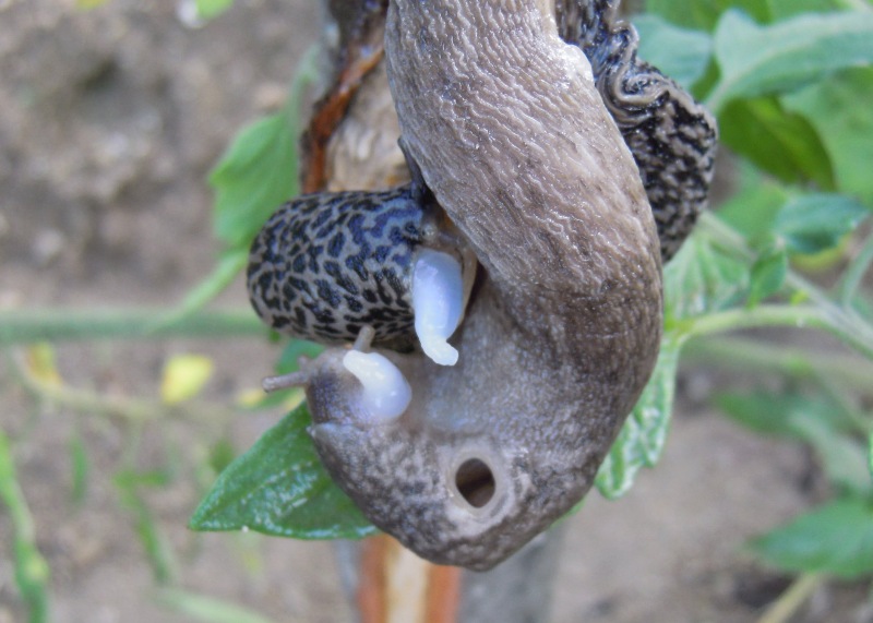 Limax del maximus-gruppo in accoppiamento da Cosenza